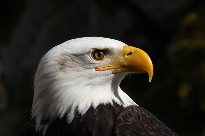 Weikopfseeadler Kopf 22