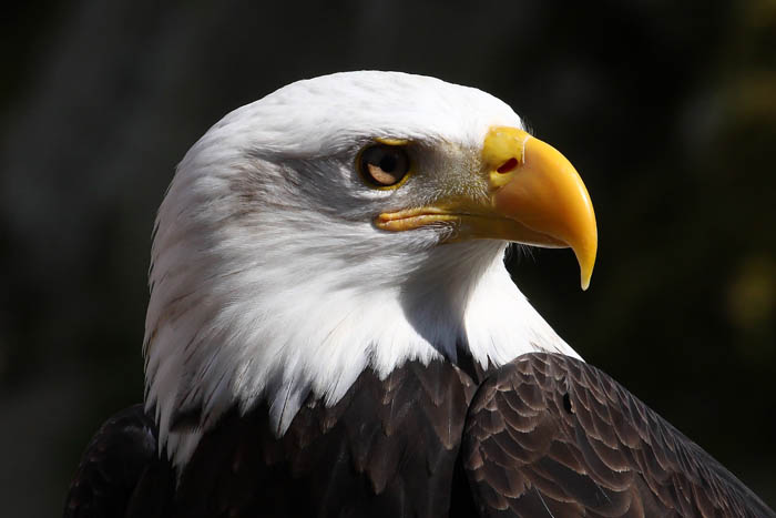Weikopfseeadler Kopf 24