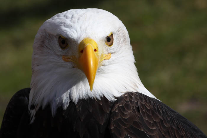 Weikopfseeadler 25