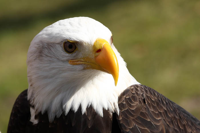 Weikopfseeadler 28