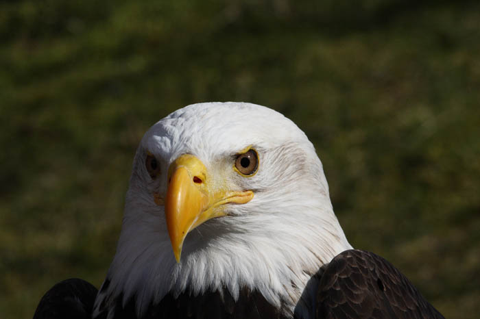 Weikopfseeadler 30
