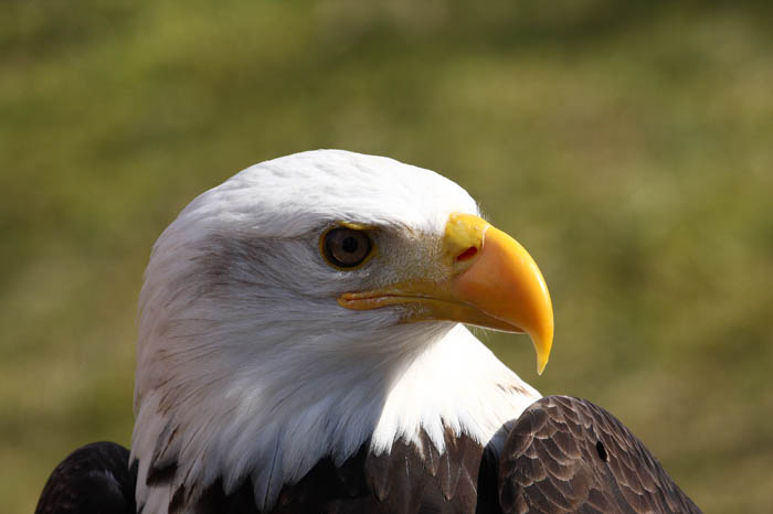 Weikopfseeadler 31