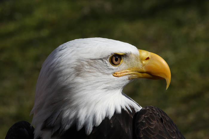 Weikopfseeadler 32