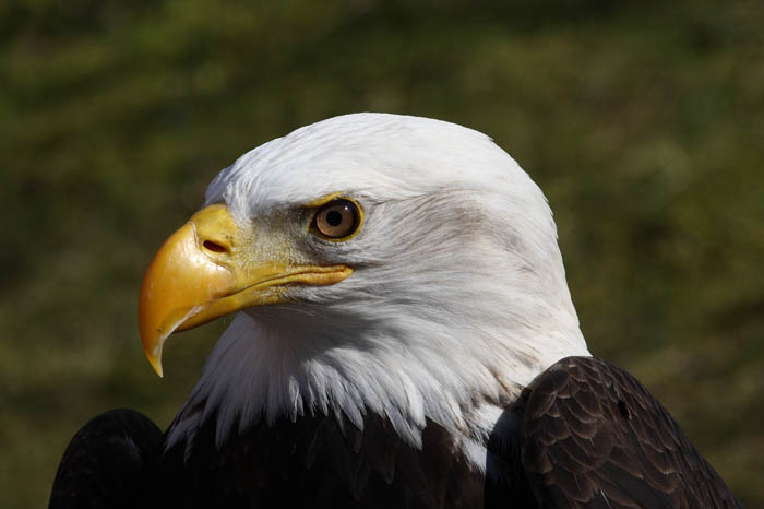 Weikopfseeadler 34