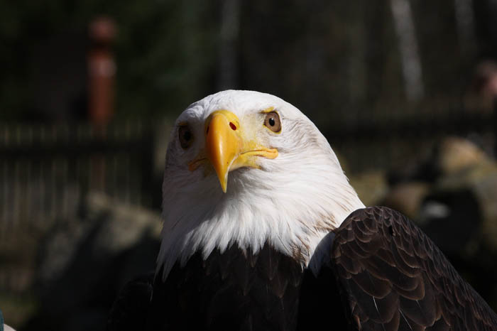 Weikopfseeadler 36