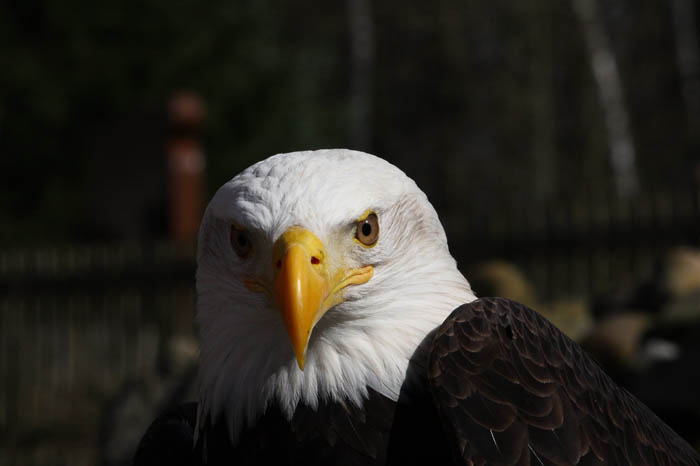 Weikopfseeadler 37