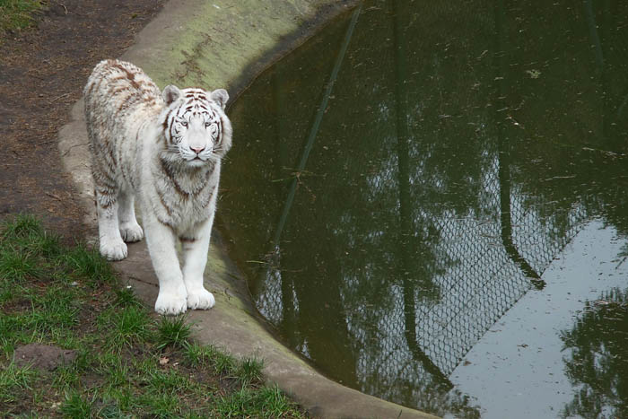 Weier Tiger