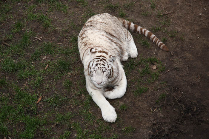 Weier Tiger 2