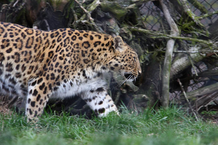Leo