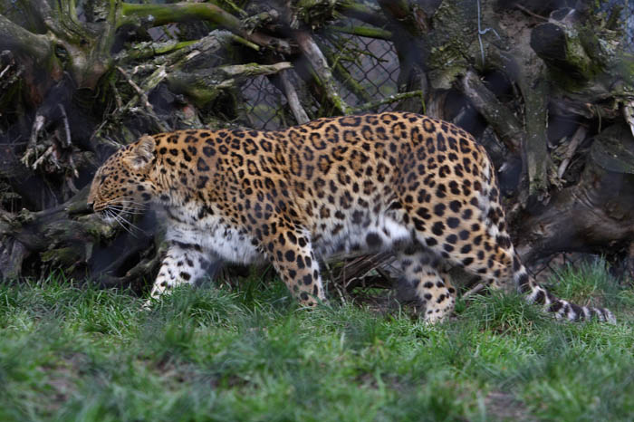 Leo 2
