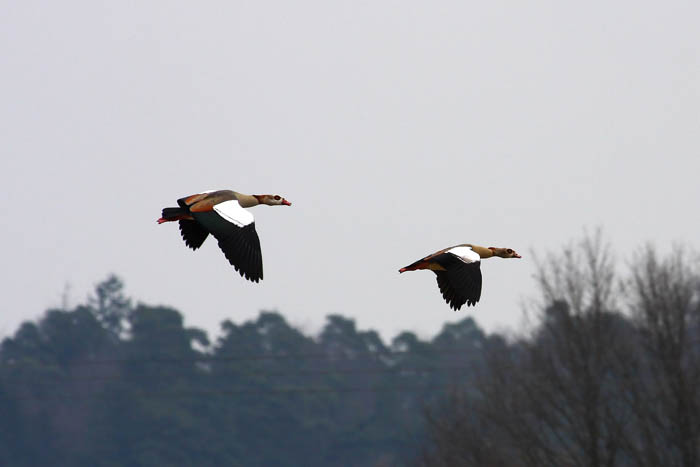 Im Flug