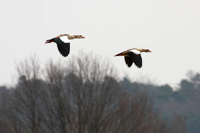 Im Flug 2