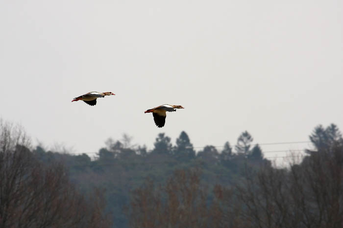 Im Flug 3