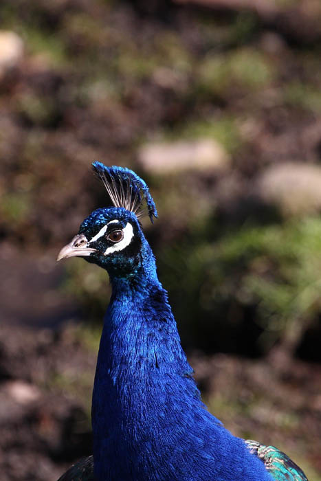 Blauer Pfau