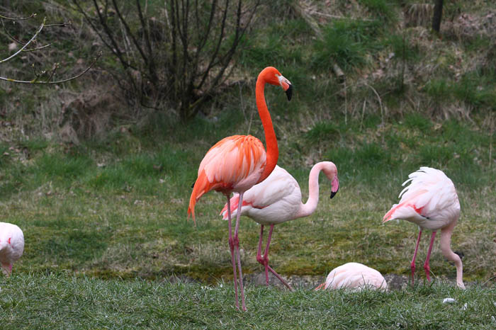 Flamingo 2