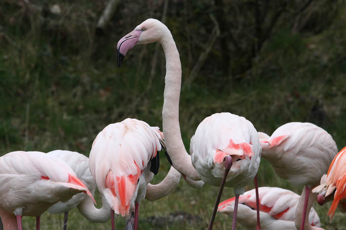 Flamingo 3