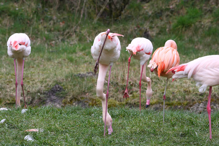 Flamingo 6