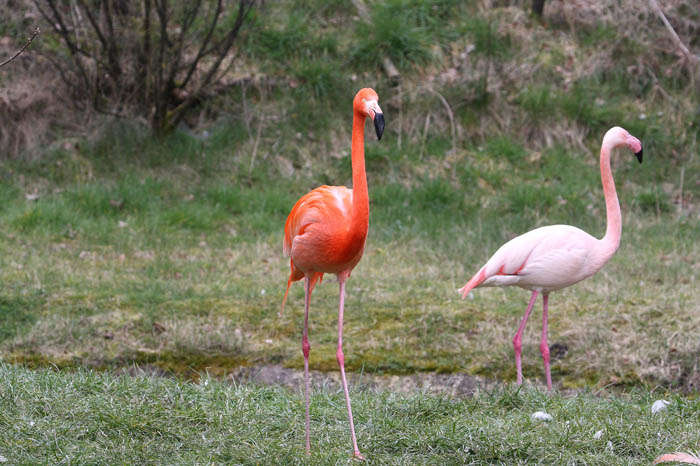 Flamingo 7