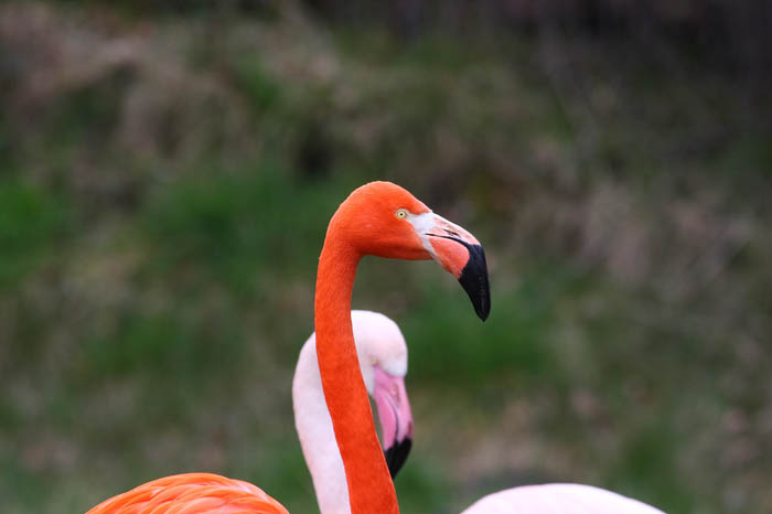 Flamingo 8