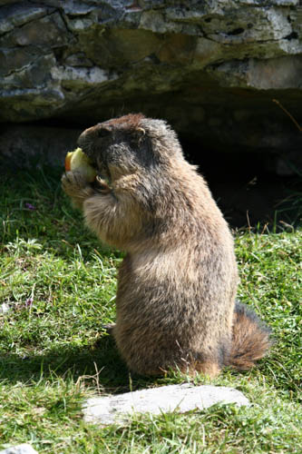 Murmeltier 5