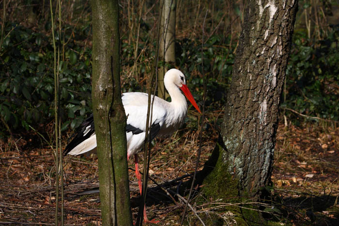Storch