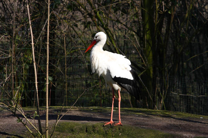 Storch 2