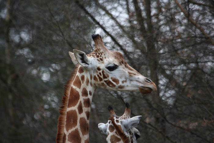 Giraffe
