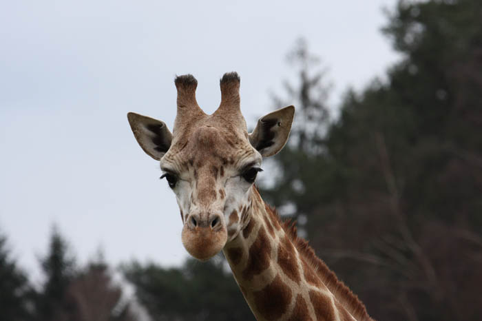 Giraffe