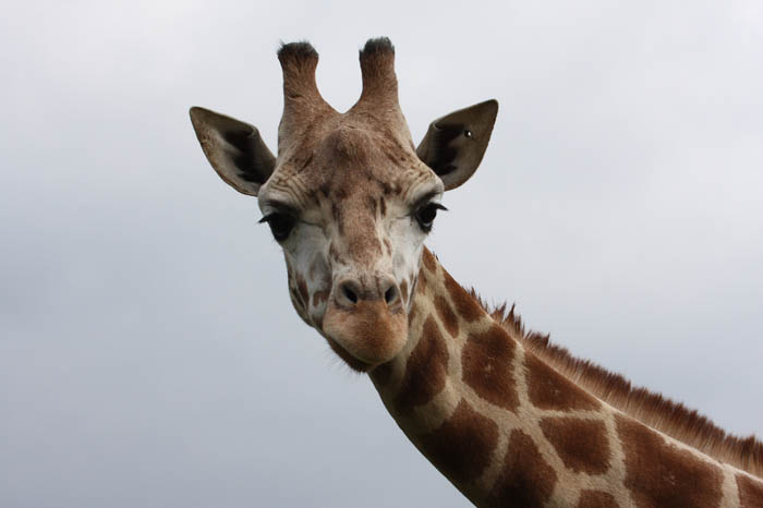 Giraffe 2