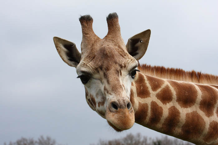 Giraffe 3