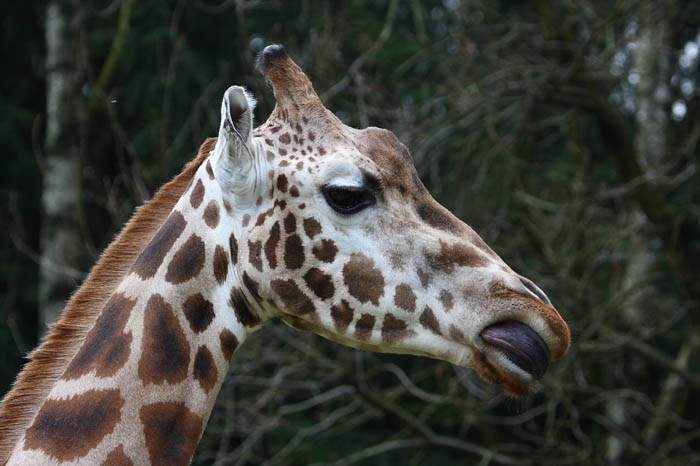 Giraffe 5