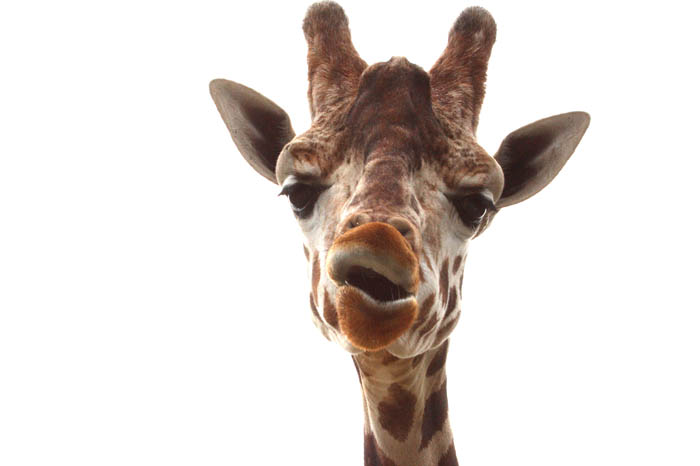 Giraffe 6