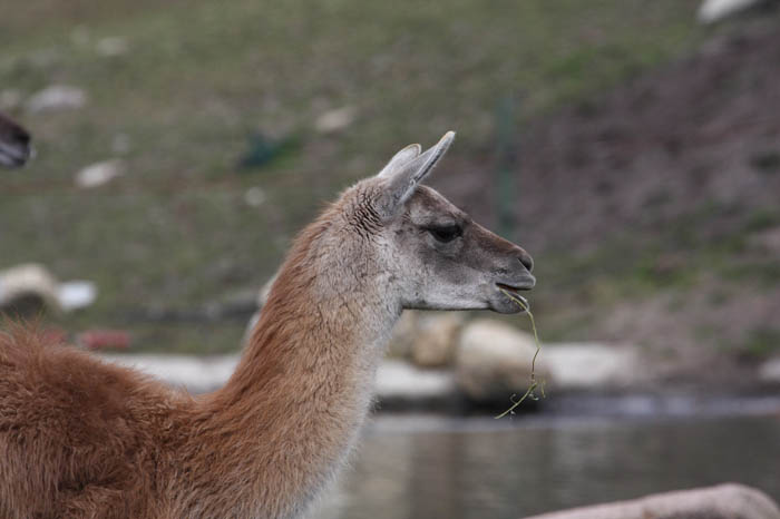 Lama