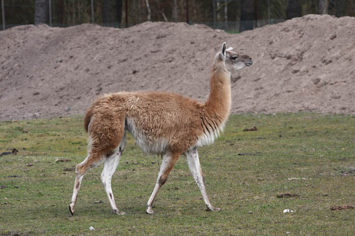 Lama 2