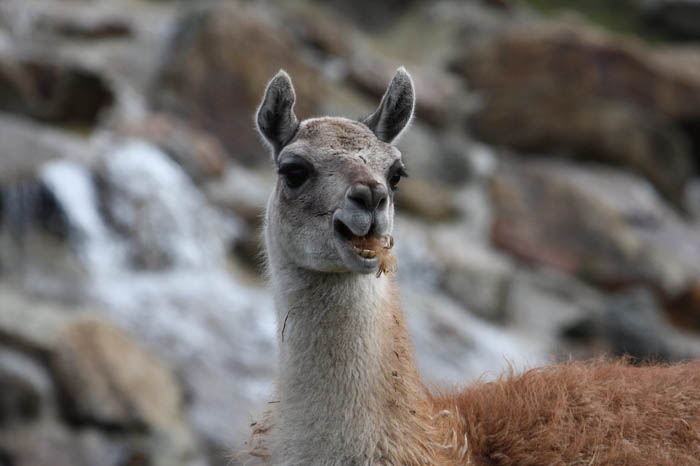 Lama 3
