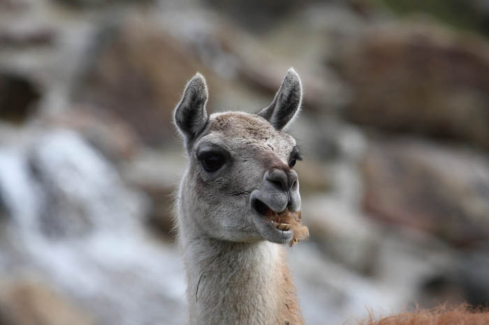 Lama 4