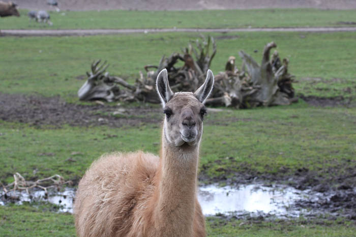 Lama 4