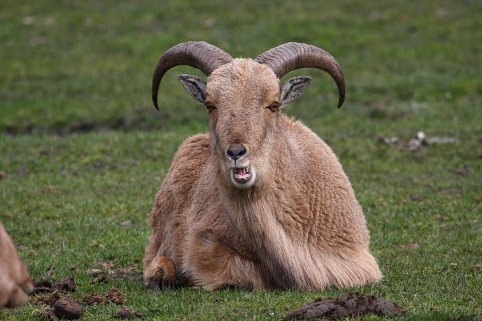 Bock