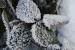 Winterlaub