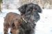 Wachhund