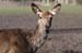 Rehe Park