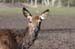 Rehe Park 2