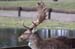 Hirsch 2