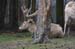 Hirsch