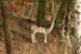 Rehe im Wald
