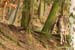 Rehe im Wald 2