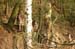 Rehe im Wald 3