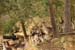 Rehe im Wald 5