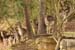 Rehe im Wald 6