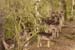 Rehe im Wald 7